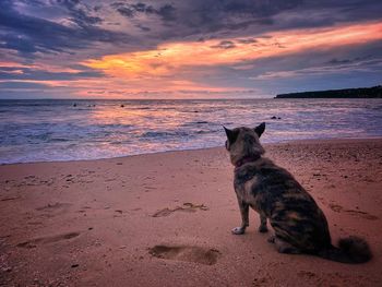 Cat on beach against sky during sunset