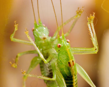 Close-up of insect on plant