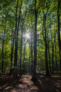 Sunlight streaming through trees in forest