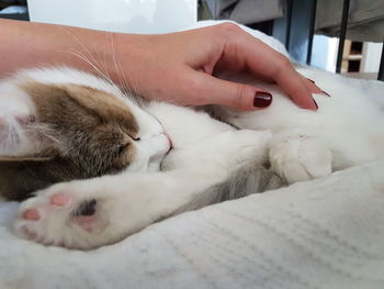 Close-up of cat in hand