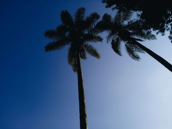 Low angle view of trees against clear sky