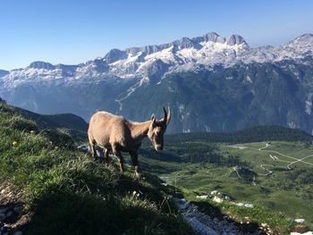 View of a horse on field against mountain range