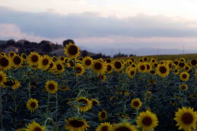 Sunflowers growing in field
