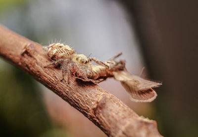 Close-up of spider