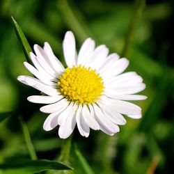 Close-up of white daisy blooming outdoors