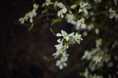 Close-up of white flowers