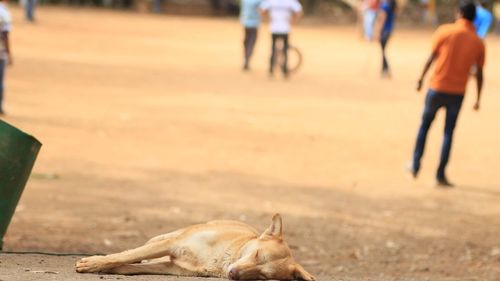 Dog sleeping at playground