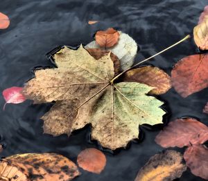 High angle view of maple leaves floating on water