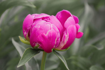 Close-up of pink tulip