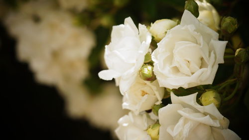 Close-up of white rose bouquet