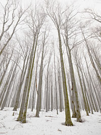 Frozen winter forest. trees covered with snow and frost. winter landscape photography