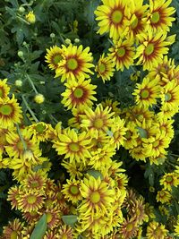 Close-up of yellow flowering plants