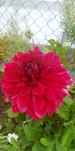 Close-up of pink flower blooming outdoors