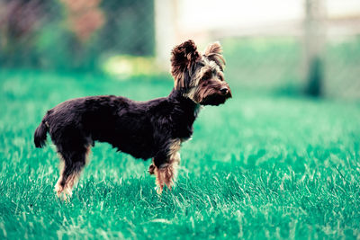 Side view of dog running on field