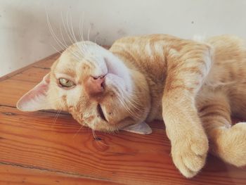 Close-up of a cat lying on wooden floor