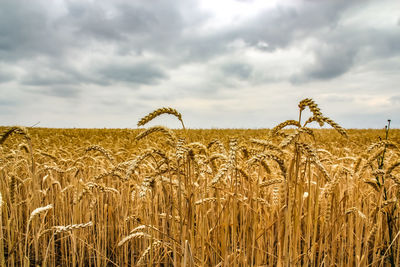 Wheat field against sky