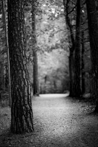 Trees growing in forest