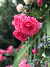 Close-up of pink rose