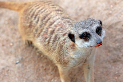 High angle view of meerkat