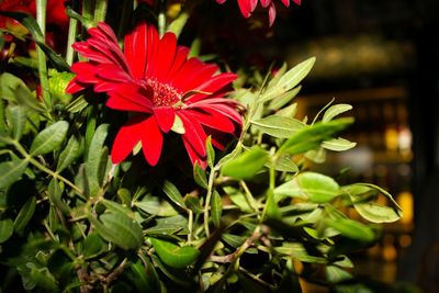 Close-up of red flowering plant