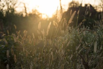 Close-up of fresh grass