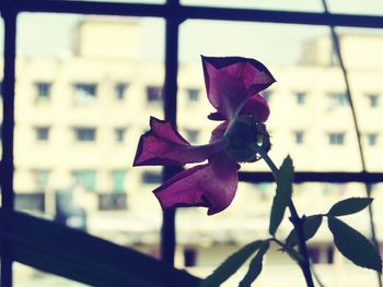 Close-up of flower against sky