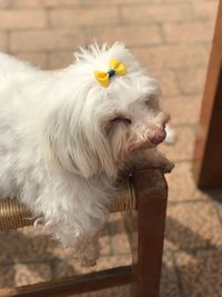 White dog looking away