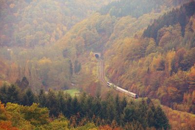 High angle view of trees in forest during autumn