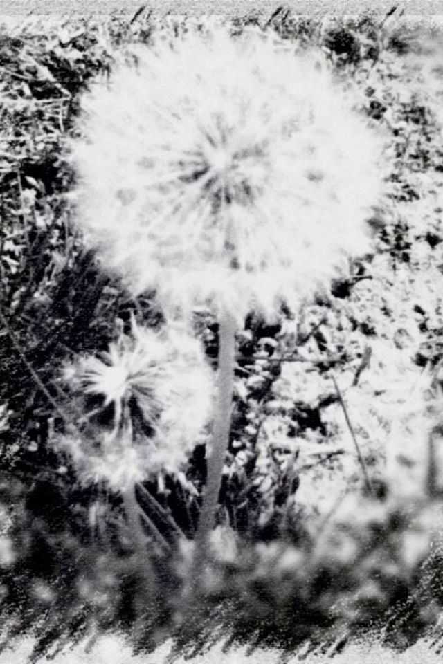 dandelion, white color, growth, nature, flower, field, plant, beauty in nature, close-up, white, outdoors, fragility, day, softness, no people, snow, high angle view, focus on foreground, winter, flower head