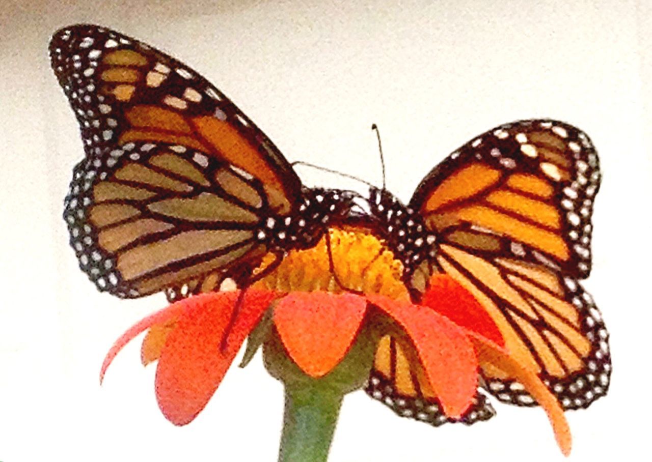 CLOSE-UP OF BUTTERFLY POLLINATING ON FLOWER