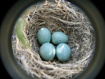 High angle view of eggs in nest