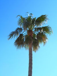 Low angle view of palm tree against clear blue sky