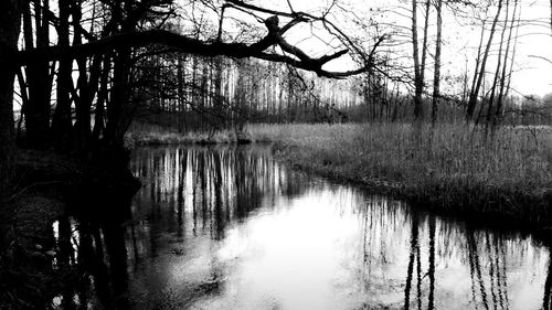 Reflection of bare trees in water