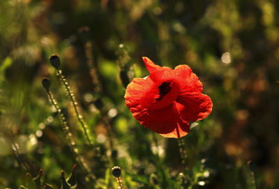 Close-up of red poppy blooming outdoors