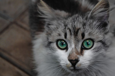 Close-up portrait of cat