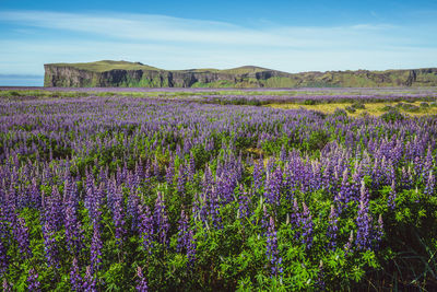 Purple flowering plants on field against sky