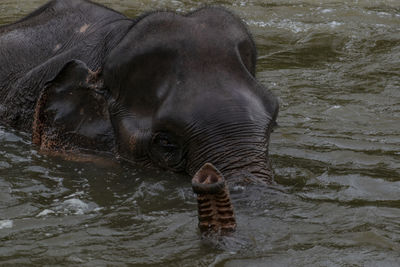 Close-up of elephant swimming in lake