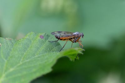 Close-up of insect on leaf