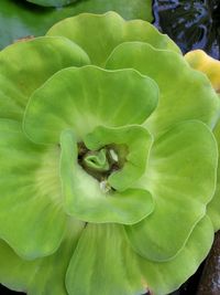 High angle view of green leaf on plant