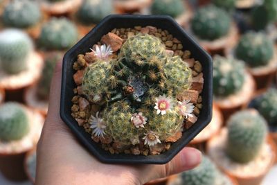 High angle view of hand holding potted plant