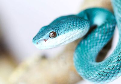 Close-up of snake