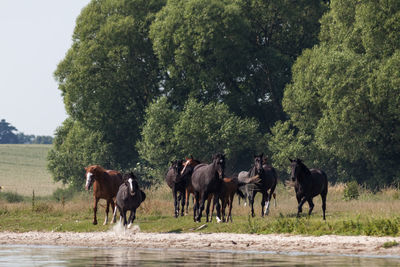 Horses on field