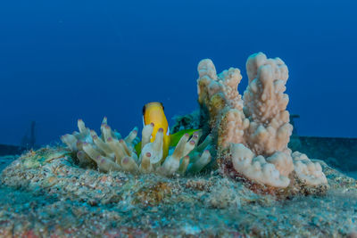 Close-up of fish swimming in sea