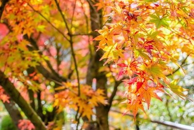 Close-up of maple leaves on tree