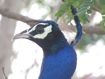 Close-up of peacock