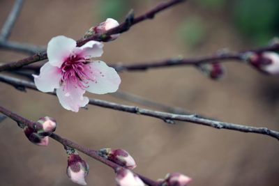 Close-up of pink flowers blooming on tree