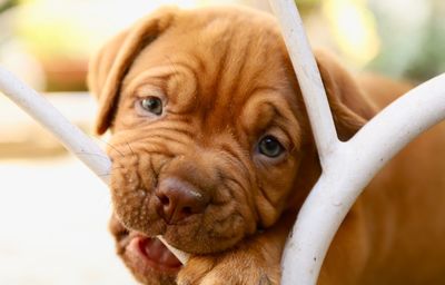 Close-up portrait of dog