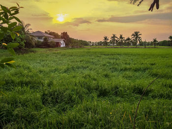 Scenic view of field against sky during sunset