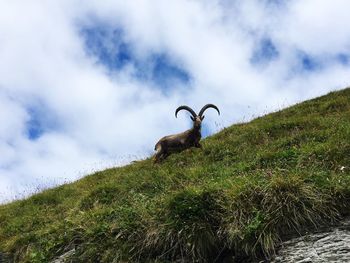 Horse on mountain against sky