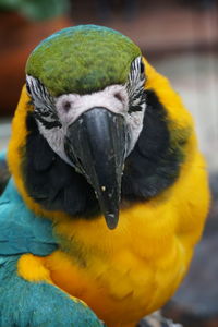 Close-up of parrot